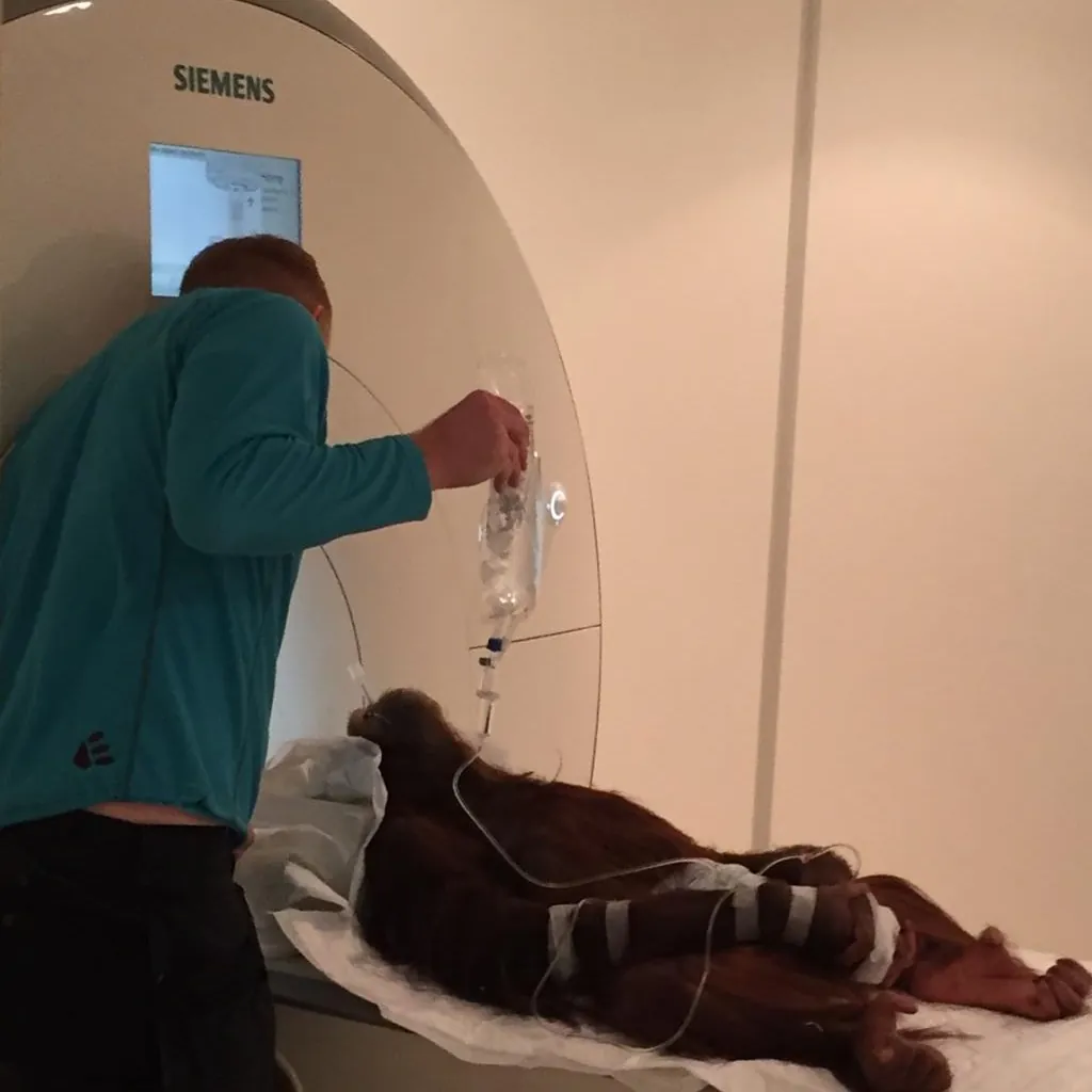 Veterinær steller en hund som ligger i MR-maskinen